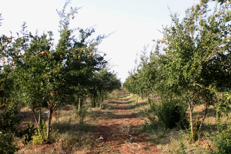 Acheter Plants de Grenadier - livraison toute France