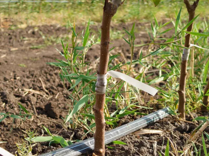 Notre gamme de Grenadier en Quenouille : Qualité professionnelle à prix producteur