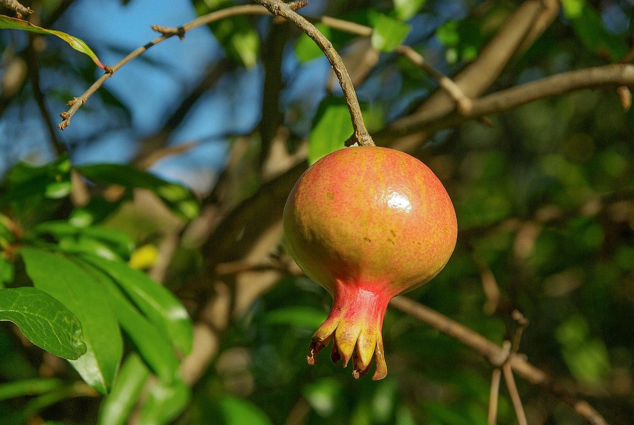 Acheter Plants de Grenadier à fruits jaunes  - livraison toute France