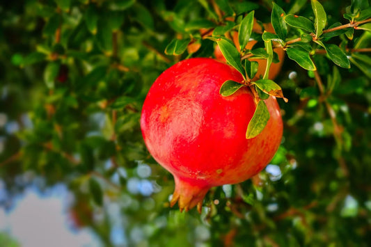 Acheter Plants de Grenadier à fruits rose - livraison toute France